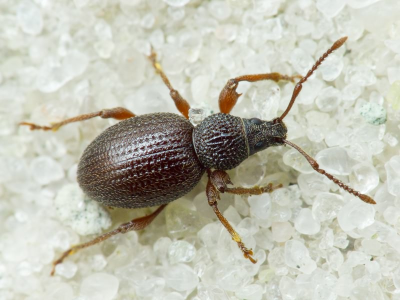 Otiorhynchus Germar, 1822